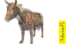 Анатомия и физиология домашних животных