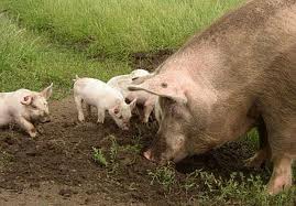 Факторы, влияющие на успех откорма свиней