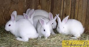 Отсадка и клеймение молодых кроликов