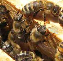 Породы пчел и промышленное пчеловодство